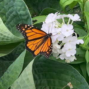 Meet your Posher, Gigi